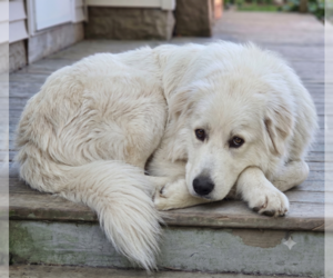 Opal - Female Great Pyrenees-Unknown Mix Dog for Adoption - Photo #2