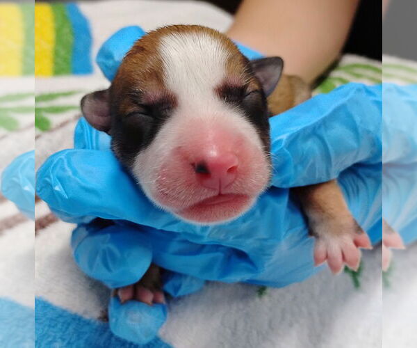 Medium Photo #5 Mutt Puppy For Sale in Holly Springs, NC, USA