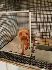 Yorkshire Terrier Puppy for sale in SPARTA, MO, USA