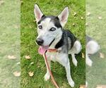 Small Siberian Husky