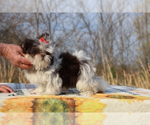 Medium Photo #17 Shih Tzu Puppy For Sale in DYERSBURG, TN, USA