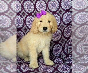 Goldendoodle Puppy for sale in KIRKWOOD, PA, USA