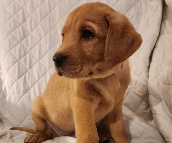 Medium Photo #40 Labrador Retriever Puppy For Sale in BUFFALO, NY, USA