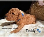 Small Photo #51 Goldendoodle (Miniature) Puppy For Sale in GASTONIA, NC, USA