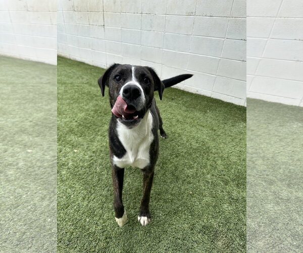 Medium Photo #5 Mountain Cur-Unknown Mix Puppy For Sale in Rockaway, NJ, USA