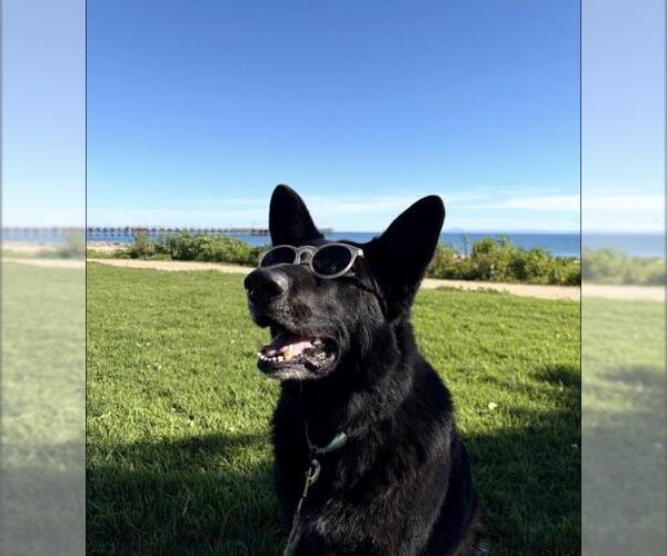 Medium Photo #1 German Shepherd Dog Puppy For Sale in Santa Barbara, CA, USA