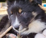 Small Photo #8 Australian Shepherd Puppy For Sale in MARIANNA, FL, USA