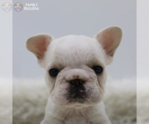 French Bulldog Puppy for sale in NEW YORK, NY, USA