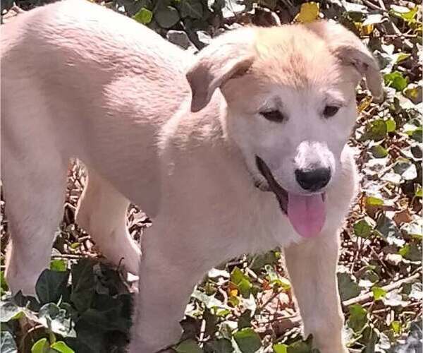 Medium Photo #8 German Shepherd Dog-Great Pyrenees Mix Puppy For Sale in JONESBORO, GA, USA