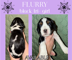 Puppy Flurry English Springer Spaniel