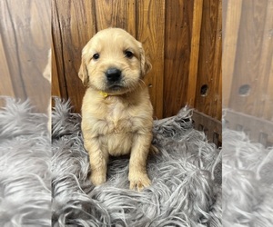 Golden Retriever Puppy for Sale in NEOLA, West Virginia USA