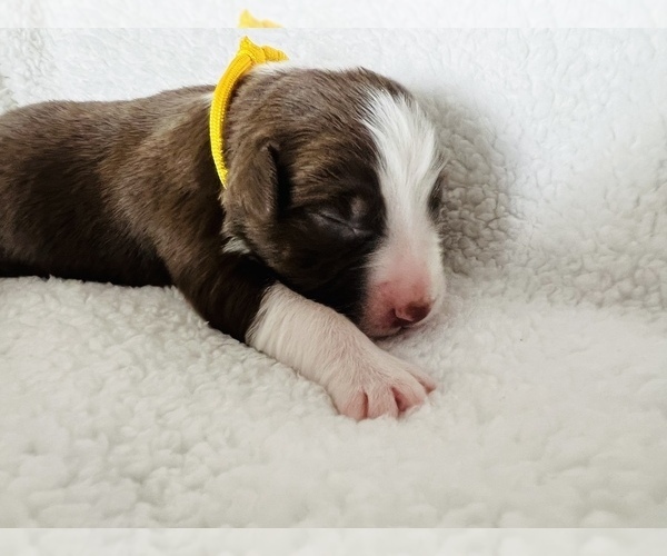 Medium Photo #2 Australian Shepherd Puppy For Sale in HAMMONDSPORT, NY, USA