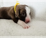 Small Photo #2 Australian Shepherd Puppy For Sale in HAMMONDSPORT, NY, USA