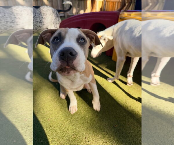 Medium Photo #3 Mutt Puppy For Sale in Orlando, FL, USA