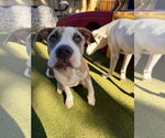 Small #2 Mutt