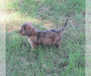 Cavapoo Puppy for sale in LE MARS, IA, USA
