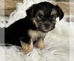 Small #9 Morkie