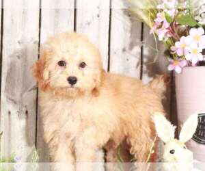 Poochon Puppy for sale in MOUNT VERNON, OH, USA