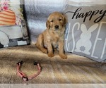 Small #11 Golden Retriever