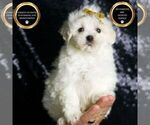 Puppy Avalanche F1 Maltipoo