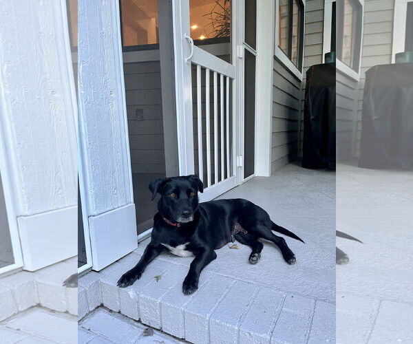 Medium Photo #9 Labrador Retriever-Unknown Mix Puppy For Sale in Virginia Beach, VA, USA