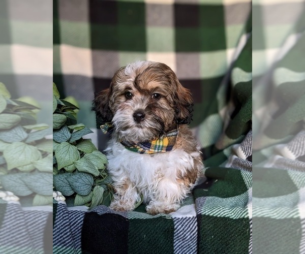 Medium Photo #2 Shih-Poo Puppy For Sale in GORDONVILLE, PA, USA