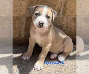 American Pit Bull Terrier-Unknown Mix Dogs for adoption in Mission Viejo, CA, USA