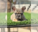 Small #2 French Bulldog