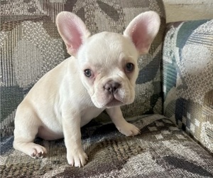 French Bulldog Puppy for sale in AGOURA, CA, USA
