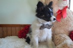Small Photo #5 Papillon Puppy For Sale in HONEY BROOK, PA, USA