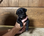 Small #5 Pug