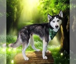 Small #3 Siberian Husky