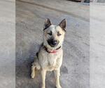Small German Shepherd Dog
