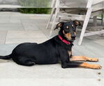 Small #2 Miniature Pinscher Mix