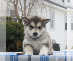 Alaskan Malamute Puppy for sale in GAP, PA, USA