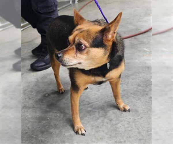 Medium Photo #1 Chihuahua-Unknown Mix Puppy For Sale in Temple, TX, USA