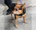 Small Chihuahua Mix