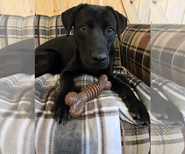 Medium Photo #1 Labrador Retriever Puppy For Sale in Bardstown, KY, USA
