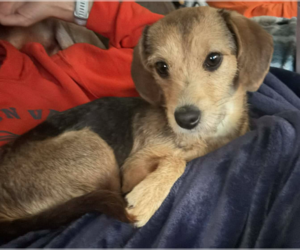 Mutt Dogs for adoption in Coralville, IA, USA