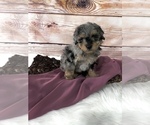 Small #3 Bernedoodle (Miniature)