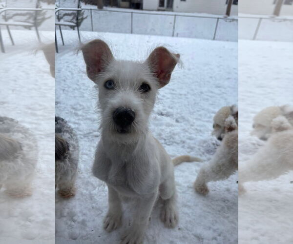 Medium Photo #6 Mutt Puppy For Sale in St. Louis Park, MN, USA