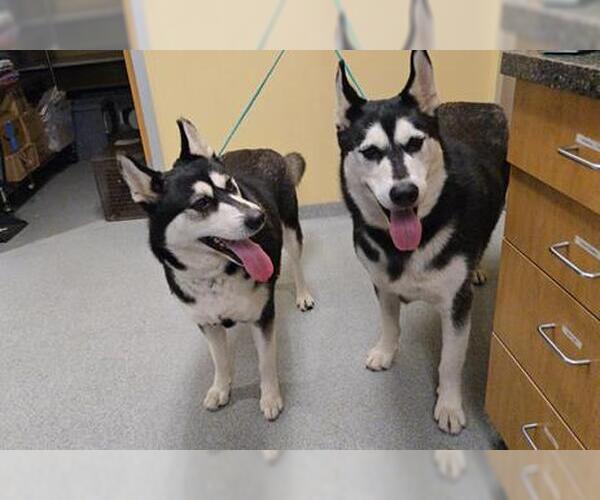 Medium Photo #1 Siberian Husky Puppy For Sale in Orange, CA, USA