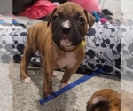Puppy Brindle boy2 Boxer