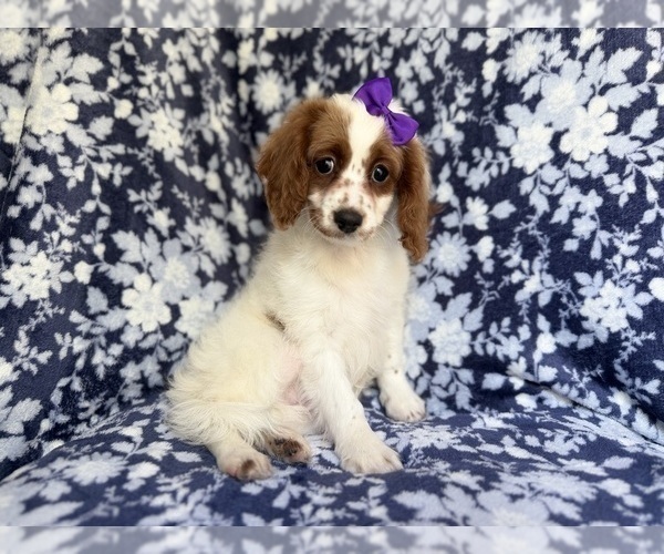 Medium Photo #1 Cavapoo (Miniature) Puppy For Sale in LAKELAND, FL, USA