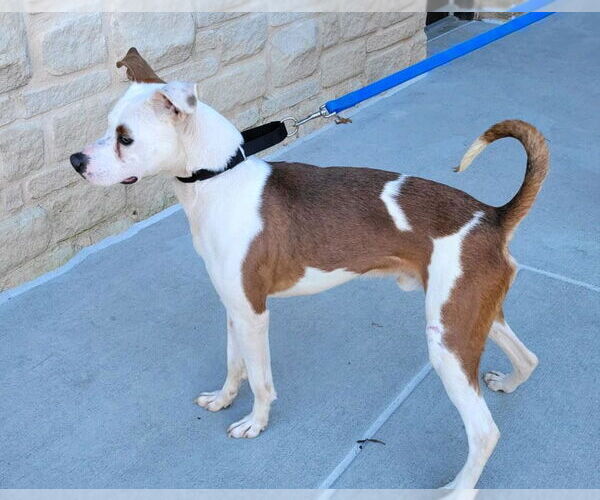 Medium Photo #22 Mutt Puppy For Sale in Atlanta, GA, USA