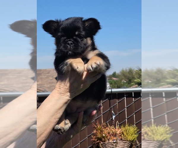 Medium Photo #7 French Bulldog Puppy For Sale in LOS ANGELES, CA, USA