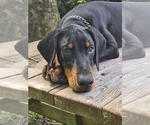 Small #8 Doberman Pinscher