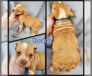 Olde English Bulldogge Puppy for sale in WHEELER, MI, USA