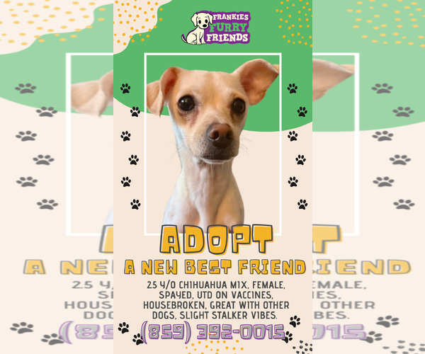 Medium Photo #6 Chihuahua-Unknown Mix Puppy For Sale in Alexandria, KY, USA