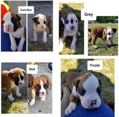 Boxer Puppy for sale in PHENIX CITY, AL, USA